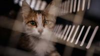 Un chat récupéré dans la banlieue sud de Beyrouth par l'ONG libanaise Animals Lebanon, dans une cage de transport, le 26 mars 2026