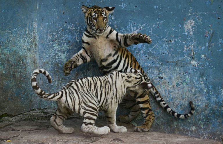 Deux jeunes tigres jouent dans un enclos du Zoo national de La Havane, le 15 septembre 2026 à Cuba