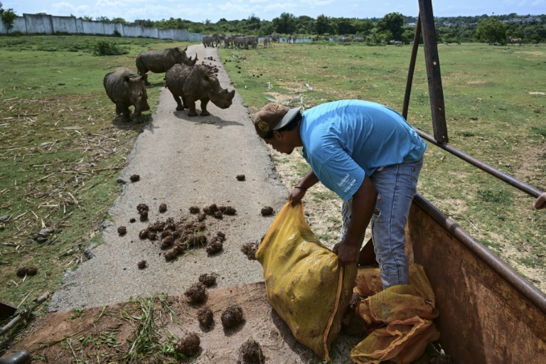 Un soigneur nourrit des rhinocéros blancs au Zoo national de La Havane, le 15 septembre 2026 à Cuba