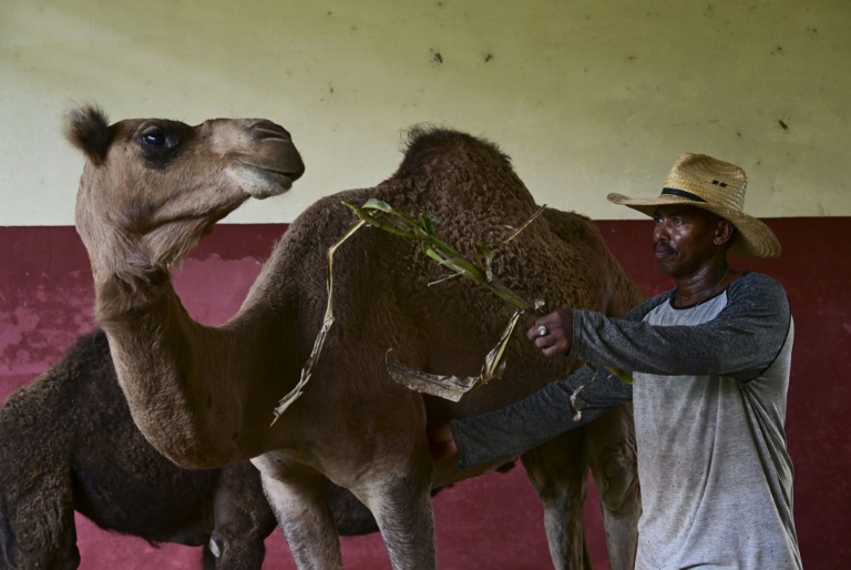 Un soigneur nourrit un dromadaire au Zoo national de La Havane, le 15 septembre 2026 à Cuba
