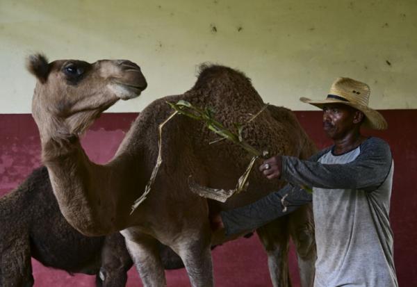 Un soigneur nourrit un dromadaire au Zoo national de La Havane, le 15 septembre 2026 à Cuba
