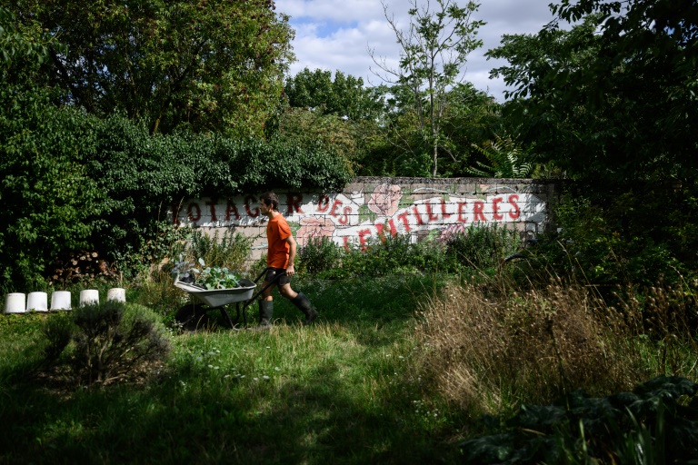 Un homme travaille dans le potager collectif du