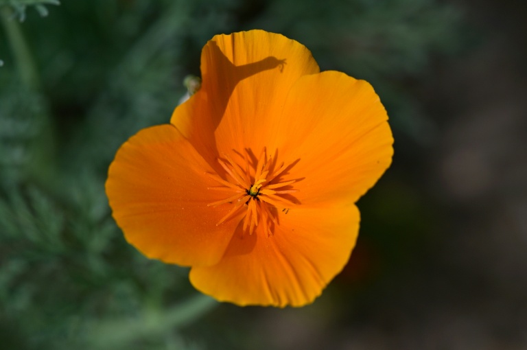Un pavot de Californie sur le terrain de Rene Amy à Altadena, en banlieue de Los Angeles, le 30 mars 2026 en Californie
