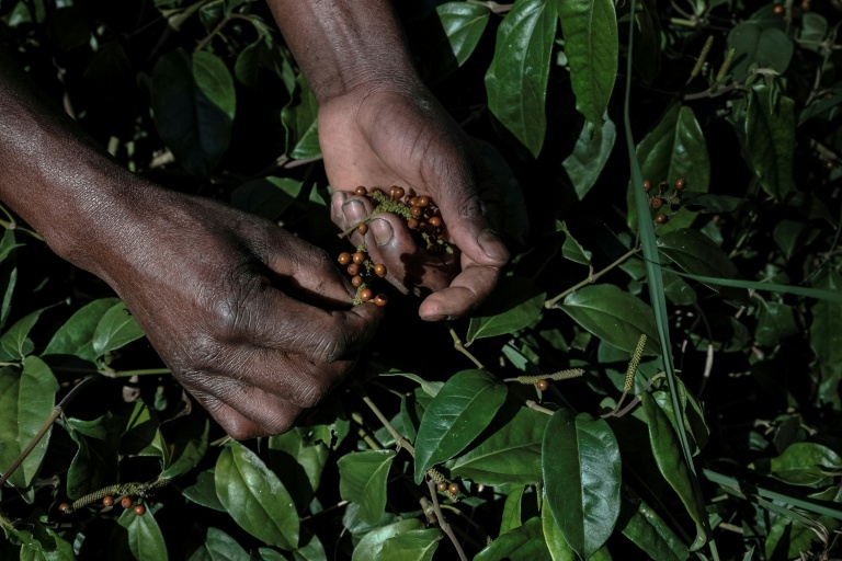 Du poivre sauvage tsiperifery de la forêt de Mandraka, à Madagascar, le 26 septembre 2026
