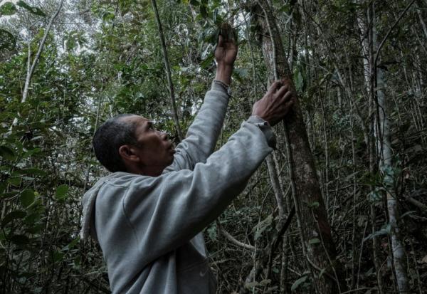 Heriniaina Randrianarimanga tient une liane de poivre sauvage tsiperifery poussant sur son arbre tuteur dans la région d’Analamanga à Madagascar, le 19 septembre 2026