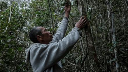 Heriniaina Randrianarimanga tient une liane de poivre sauvage tsiperifery poussant sur son arbre tuteur dans la région d’Analamanga à Madagascar, le 19 septembre 2026