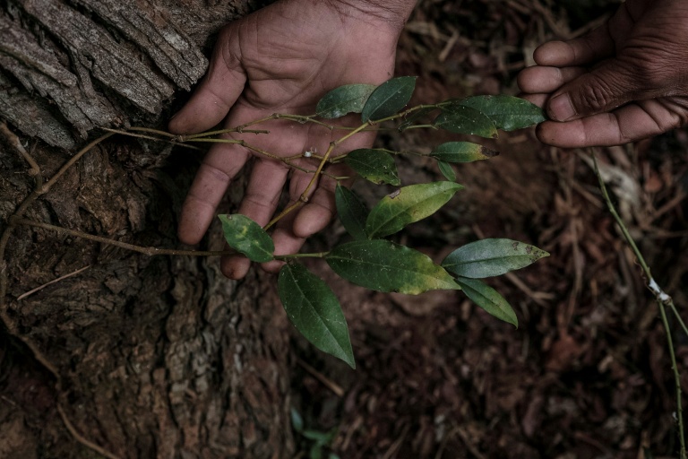 Un plant de poivre sauvage tsiperifery, à Madagsacar, le 19 septembre 2026