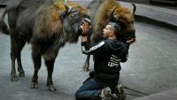 Le dresseur français lors d'une séance de travail avec des bisons d'Europe au Grand cirque de Moscou, le 1er octobre 2026