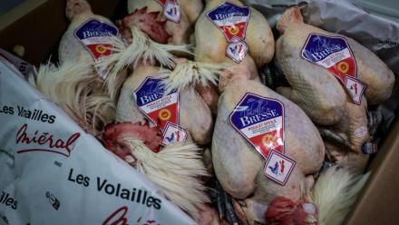 Des poulets de Bresse au Marché international de Rungis, à Rungis dans le Val-de-Marne au sud de Paris, le 10 décembre 2025