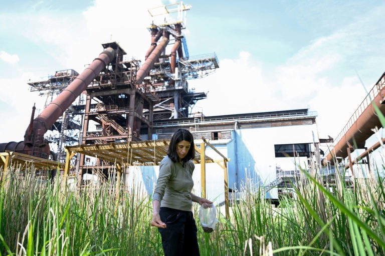 La scientifique Sonia Henry sème des graines sur un site industriel d'Uckange, le 21 mai 2026