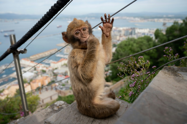 Un jeune macaque à Gibraltar ,le 6 mai 2026