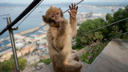 Un jeune macaque à Gibraltar ,le 6 mai 2026