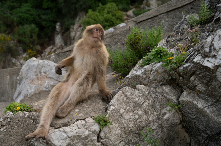 Un macaque assis sur un rocher à Gibraltar, le 6 mai 2026