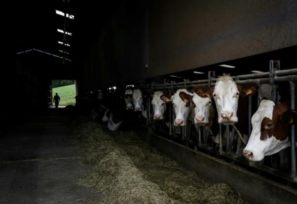 Un éleveur attend un vétérinaire qui vient vacciner son troupeau de vaches contre la dermatose à Aviernoz, le 22 juillet 2025 en Haute-Savoie