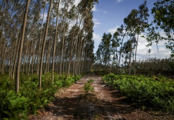 Une forêt de pins et d'eucalyptus à Marinha Grande, au Portugal, le 7 mai 2026