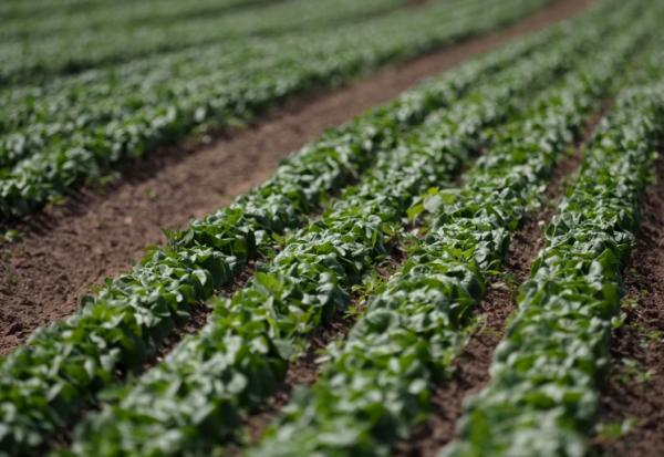 Après un été de sécheresse, légumes et maraîchers reprennent des couleurs