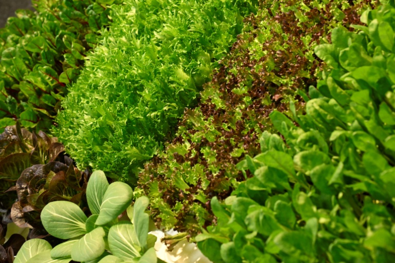 La salade est composée de plus de 90% d'eau et a besoin de pluie ou d'arrosage pour pousser sans stress