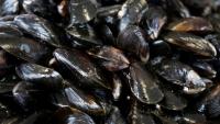 Après un été sec et brûlant, la moule française en souffrance
