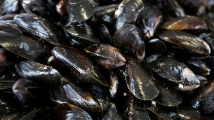 Après un été sec et brûlant, la moule française en souffrance
