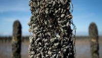 Un pieu à moules dont une partie des moules a disparu, au sein de l'exploitation Maine père & fils, au large de Bricqueville-sur-Mer, dans la Manche, le 13 septembre 2026