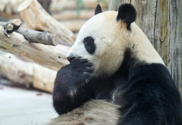 Un panda à la Base de recherche sur l'élevage des pandas géants, le 28 juin 2026 à Chengdu, dans la province chinoise du Sichuan  
