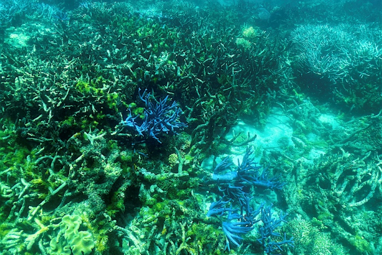 Cette photo prise le 7 mars 2022 montre l'état actuel des coraux sur la Grande Barrière de corail, au large des côtes de l'Etat australien du Queensland (nord-est)