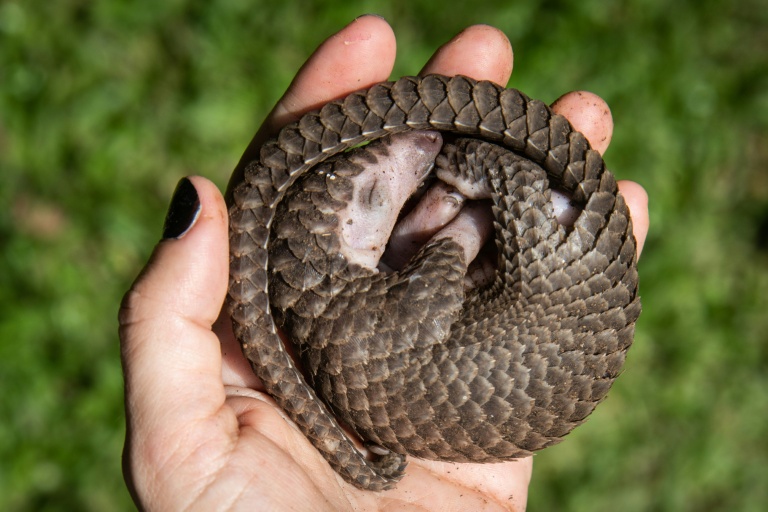Une personne tient dans sa main un pangolin à ventre blanc qui a été sauvé de trafiquants d'animaux à Kampala, en Ouganda, le 9 avril 2020