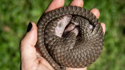 Une personne tient dans sa main un pangolin à ventre blanc qui a été sauvé de trafiquants d'animaux à Kampala, en Ouganda, le 9 avril 2020