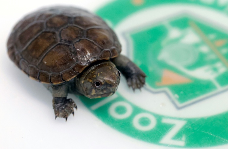 Une tortue de boue de Vallarta, une espèce microendémique menacée par le braconnage, à Guadalajara, dans l'Etat de Jalisco au Mexique, le 25 août 2025