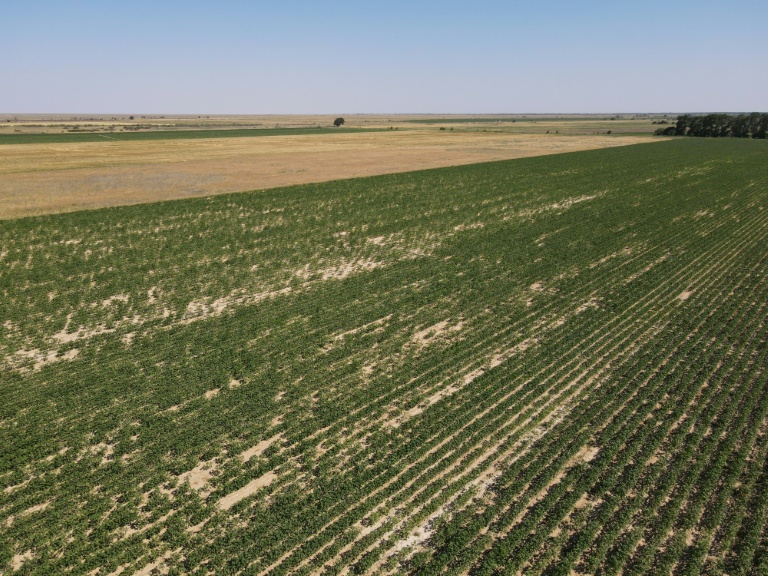 Un champ de coton frappé par la sécheresse dans la région du Turkistan, dans le sud du Kazakhstan, le 10 juillet 2026 
