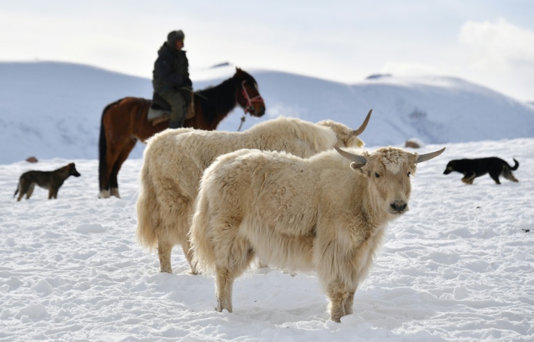 L'éleveur Amantour Akmatov surveille son troupeau de yaks blancs dans un pâturage enneigé à 3 000 mètres d'altitude dans les montagnes reculées du Kirghizistan, le 2 février 2026