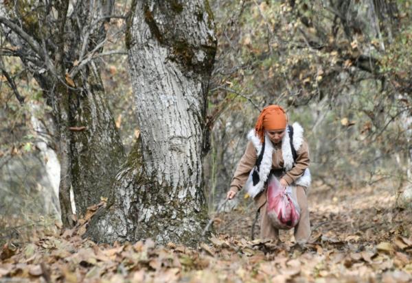 Femme cherchant des noix à Arslanbob, au Kirghizstan, le 21 octobre 2025