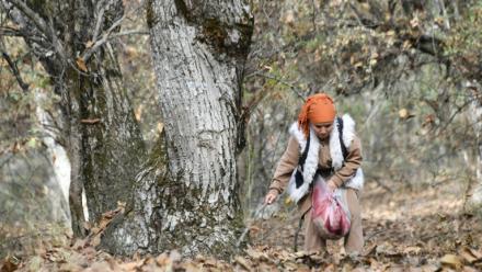 Femme cherchant des noix à Arslanbob, au Kirghizstan, le 21 octobre 2025