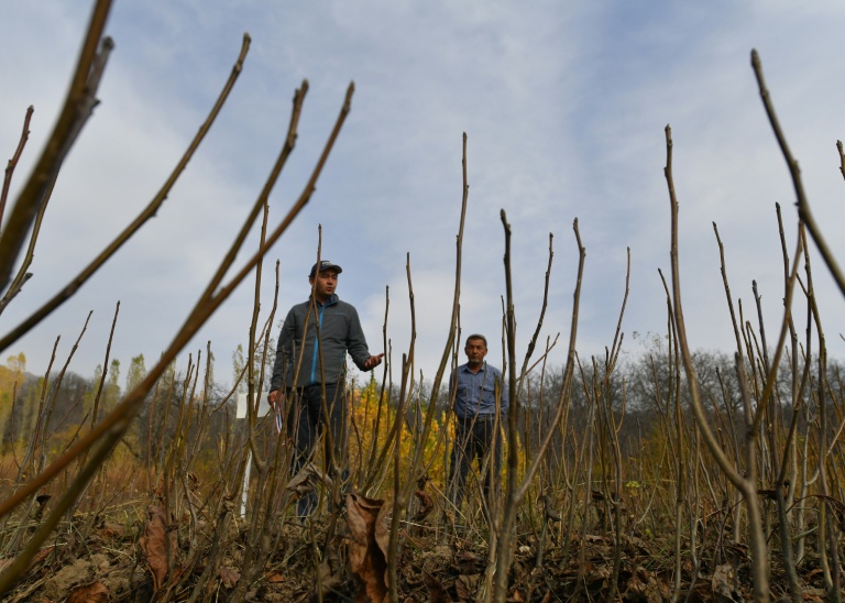 Pépinière à Arslanbob, au Kirghizstan, le 22 octobre 2025