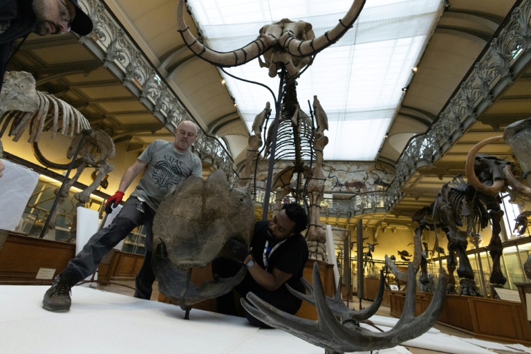 Déménagement de spécimens avant des travaux au sein de la Galerie de Paléontologie et d'Anatomie comparée du Muséum national d'Histoire naturelle, le 3 février 2026 à Paris 

