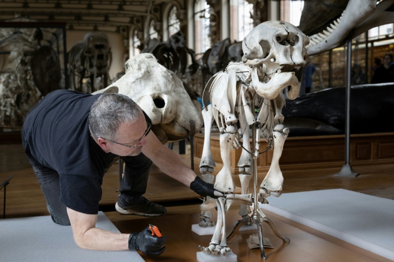 Un technicien protège le squelette d'un éléphanteau avant le  déménagement de spécimens au sein de la Galerie de Paléontologie et d'Anatomie comparée du Muséum national d'Histoire naturelle, le 22 janvier 2026 à Paris 


A technician works on the protection of a baby elephant skeleton before work that must be undertaken at the Natural History Museum in Paris on January 22, 2026. Trilobites, rodents, butterflies: in the Paleontology and Comparative Anatomy Gallery of the Natural History Museum, teams are busy removing specimens from the collections and responding to requests from researchers. In a few days, it will be too late: the GPAC, a jewel of Art Nouveau architecture inaugurated in 1898, already closed to the public since mid-January, will be completely inaccessible for 18 months due to renovations.