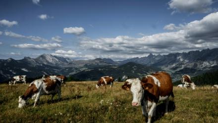 Photo d'archives d'un troupeau de vaches au-dessus de La Clusaz en Haute-Savoie, le 22 août 2022