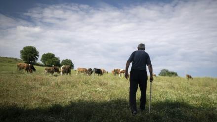 Emil Deliev, éleveur bulgare de 58 ans, traverse une prairie tandis que ses vaches paissent près du village de Sofiytsi, dans la commune de Dzhebel, au sud-est de la Bulgarie, le 9 juin 2026