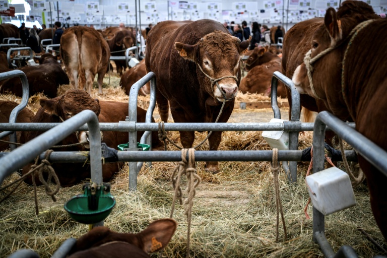 Des vaches au Sommet de l'élevage à Cournon-d'Auvergne, le 8 octobre 2026 dans le Puy-de-Dôme