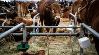Des vaches au Sommet de l'élevage à Cournon-d'Auvergne, le 8 octobre 2026 dans le Puy-de-Dôme