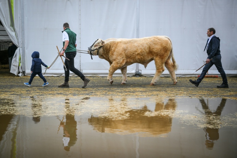 Un éleveur (2e g) conduit un taureau Charolais au Sommet de l'élevage à Cournon-d'Auvergne, le 8 octobre 2026 dans le Puy-de-Dôme
