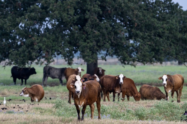 Vaches à Riesel, Texas, le 12 septembre 2026