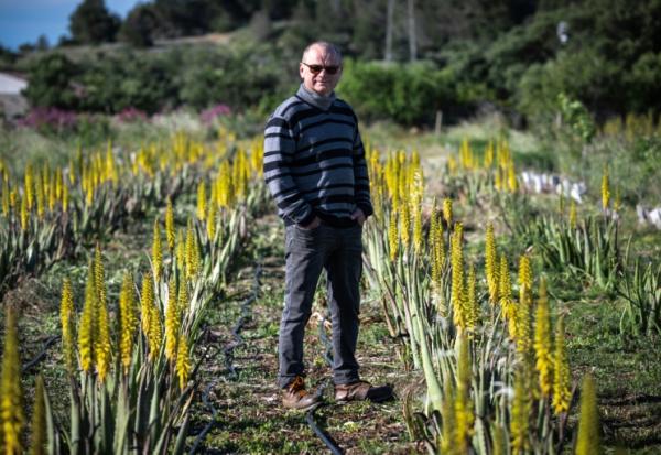 Laurent Maynadier, viticulteur à Fitou, dans l'Aude, qui a diversifié ses cultures, pose le 6 mai 2025 dans un champ d'aloe vera, plante peu gourmande en eau