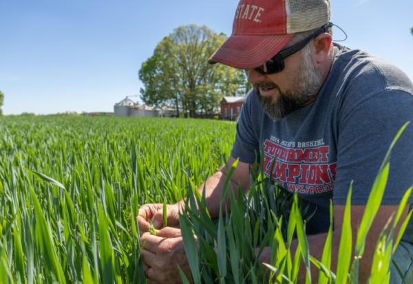 Andy Corriher examine sa récolte de blé dans sa ferme de China Grove, en Caroline du Nord, le 10 avril 2026