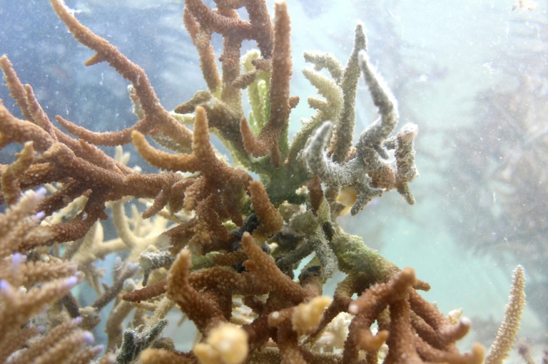 Du corail sain pousse dans les eaux du parc de biodiversité marine de Naidiri, une zone marine protégée, près de Nadi, le 5 octobre 2026 aux Fidji