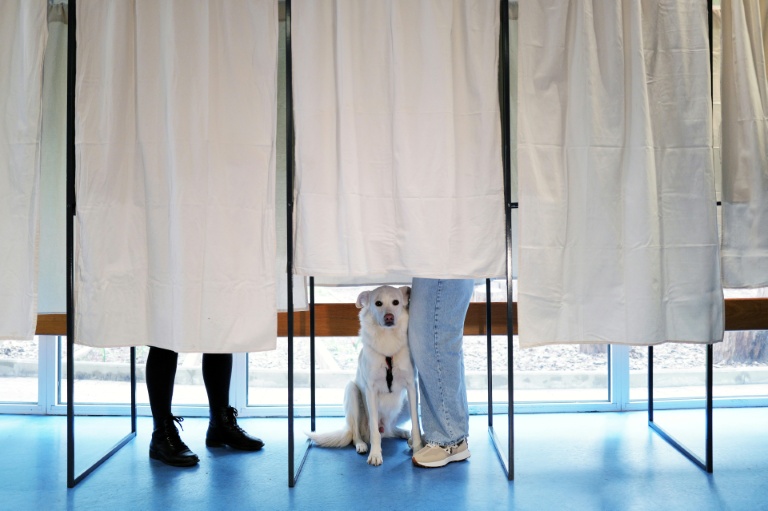 Un chien dans un isoloir le jour du premier tour des municipales à Nice, le 15 mars 2026