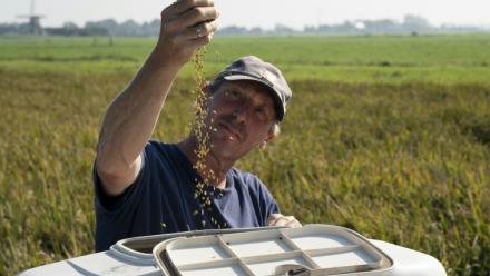 L'agriculteur Sander Roeleveld examine sa première récolte de riz dans son champ à Oud Ade, aux Pays-Bas, le 29 septembre 2026
