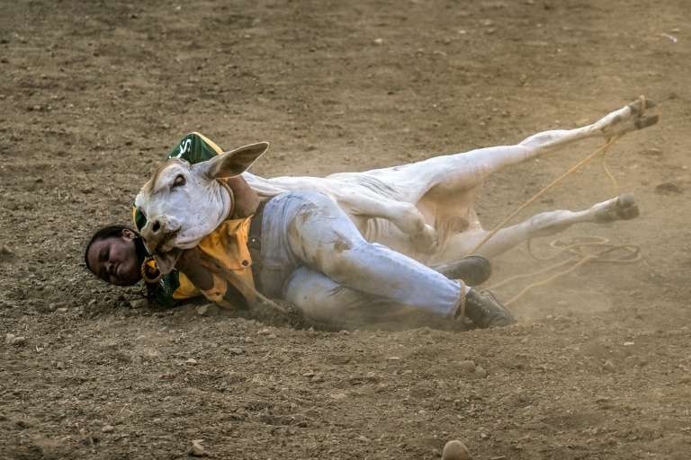 Rizza Matutino attrape un boeuf lors d'une compétition de rodéo organisée dans la province philippine de Masbate, le 13 avril 2026