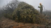Un pompier arrose un sol et une végétation brûlés lors d'une intervention contre l'incendie dans la réserve naturelle des Hautes Fagnes, dans l'est de la Belgique, le 18 août 2026