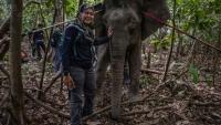 La scientifique Farina Othman à côté d'une éléphante de Bornéo après une opération de pose de colliers GPS dans la jungle de Bornéo, à Sukau, dans l'Etat de Sabah, le 24 août 2026 en Malaisie
